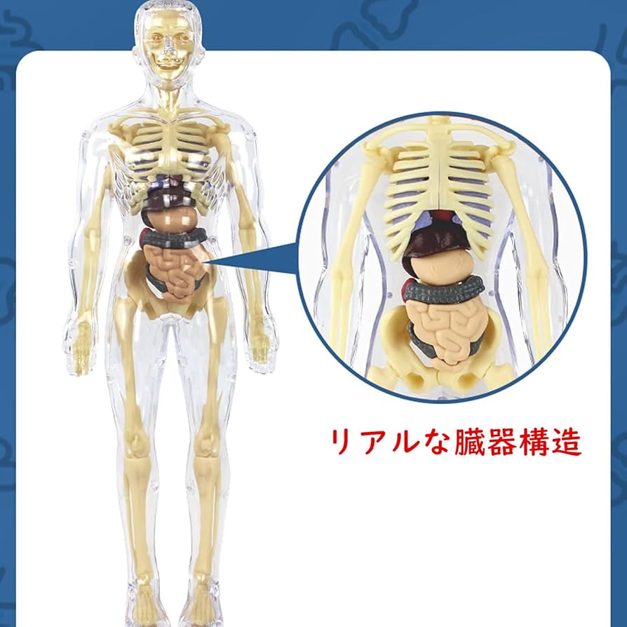 Amazon.co.jp: Huang Yem 人体模型 パズル 人体モデルおもちゃ